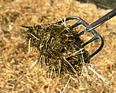 Fork of hay