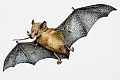 Tree-pollinating bat, illustration