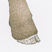 Goat's hoof, illustration