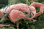 Dermatophagoides mite in household dust