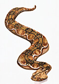 Gaboon viper, illustration