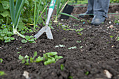 Weeding with garden hoe