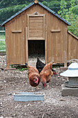 Hen house with chickens