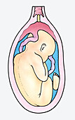 Baby face down in uterus, illustration