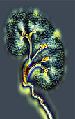 Healthy kidney, CT scan