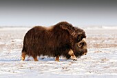 Musk ox, Alaska, USA