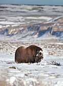 Musk ox, Alaska, USA