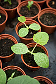 Young squash plants in pots