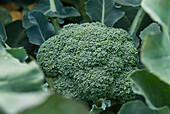 Calabrese broccoli