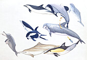 Marine animals, illustration
