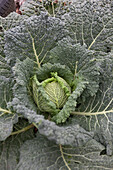 Large savoy cabbage