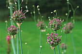 Allium flowerheads
