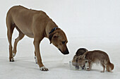 Dog watching two others eating