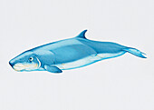Dwarf sperm whale, illustration