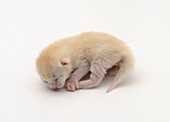 Newborn ginger kitten