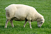 Sheep feeding on grass in field