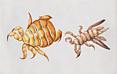 Whale louse, illustration