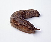 Kerry slug
