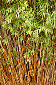 Fountain bamboo (Fargesia nitida)