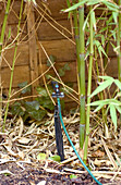 Drip nozzle next to bamboo plants