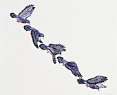 Pigeon in various stages of flight, illustration