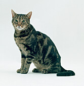 Light brown and black striped tabby