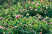 Blossoming clover field