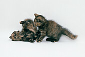 Kittens pausing in between fighting