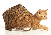 Cat crawling from underneath basket