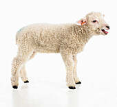 Male Romney lamb