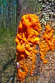 Fusicolla fungus on a tree