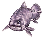 Coelacanth, illustration