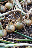 Onions 'Ailsa Craig'