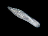 Paramecium caudatum, light micrograph