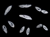 Paramecium binary fission, micrograph