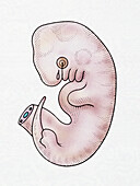 Rabbit embryo at 5 weeks, illustration