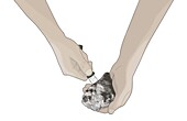 How to shuck an oyster, illustration