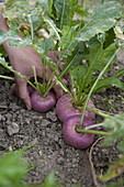 Harvesting turnips (Brassica rapa subsp. rapa)