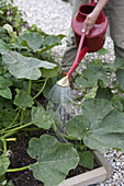 Watering cucumber (Cucumis sativus) crop