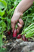 Woman harvesting radish 'French Breakfast'