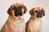 Male and female puggle dogs