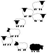 Sheep, illustration