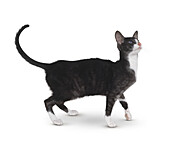 Black smoke and white oriental shorthaired cat