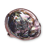 Red abalone shell