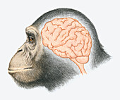 Ape's brain, illustration