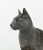 Korat cat