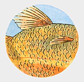 Fish scales, illustration