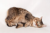 Bobtail cat