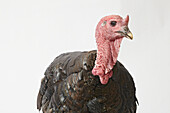 Bronze turkey