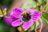 Bee on Geranium flower